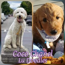 Goldendoodle Puppies from Lu Doodles