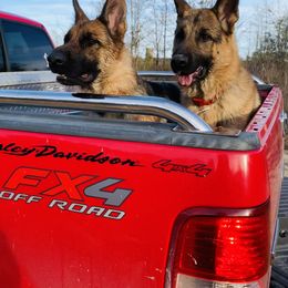 German Shepherd All Grown Up from Angel Oak German Shepherds