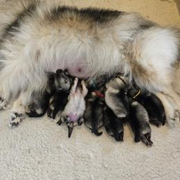 Keeshond puppies from Trillium Keeshonden