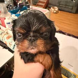 Peter - Black and tan male English Toy Spaniel puppy in Pennsylvania from Enchanting Charlies