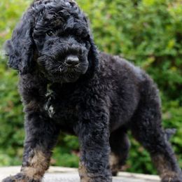 Sweet Emma - Phantom female Bernedoodle puppy in Folsom, Louisiana from DoodlesFarmCo