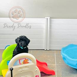 Goldendoodle Puppies from Dandy Doodles