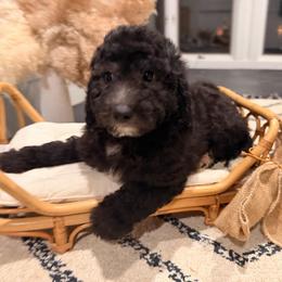 Wine - Black and white male Sheepadoodle puppy in North Royalton, Ohio from Johnson's Doodles