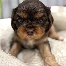 Clove - Chocolate female Cavalier King Charles Spaniel puppy in Ellisville, Mississippi from Malu Lani Cavaliers