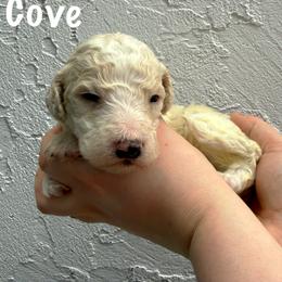 Cove - Apricot male Goldendoodle puppy in Atlantic Beach, Florida from Glamorous Golden Doodles