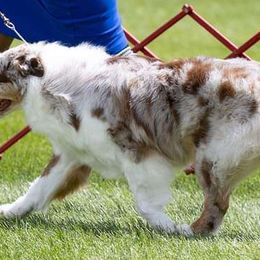 Scarlett - Australian Shepherd