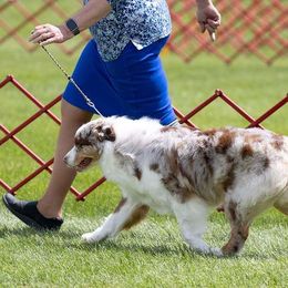 Scarlett - Australian Shepherd
