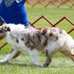 Scarlett - Australian Shepherd