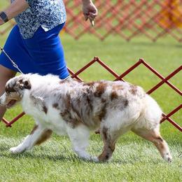 Scarlett - Australian Shepherd