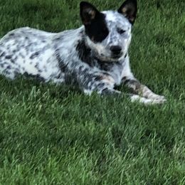 Australian Cattle Dog Puppies from 4C Cattle Dogs