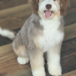 Oaklynn - Bernedoodle