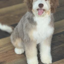 Oaklynn - Bernedoodle