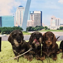 Dachshunds from Jennifer's Dachshunds