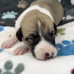 Otis - White and fawn male Whippet puppy in West Plains, Missouri from Sycamore Ridge Puppies