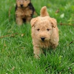 Lakeland Terriers from Clifftops Lakeland Terriers
