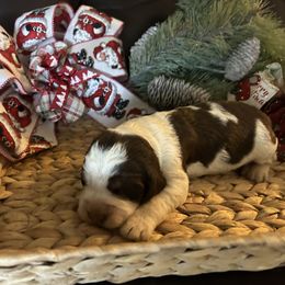Hank - Liver white and tan male English Springer Spaniel puppy in Las Vegas, Nevada from Legacy