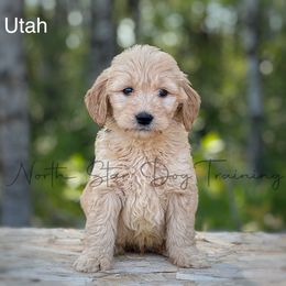 Utah - Goldendoodle puppy in Lancaster, Minnesota from North Star Dog Training