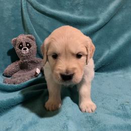 Priscilla - Light golden female Golden Retriever puppy in Ennis, Texas from Amberidge Golden Retrievers
