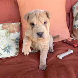 Hughie - Isabella dilute male Chinese Shar-Pei puppy in Auburn, Kansas from Justin's Chinese Shar-Pei