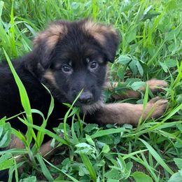 German Shepherds from Ravensway