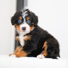 Stiorra - Tri-color female Bernedoodle puppy in Dundee, Ohio from Down Home Doodle