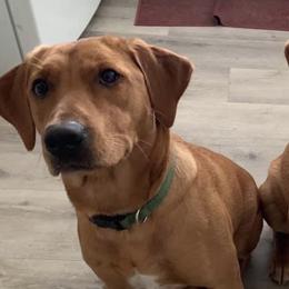 Labrador Retrievers from Shady Oaks Kennels