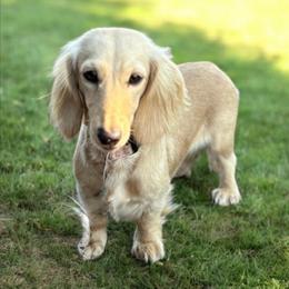 Emma - Dachshund