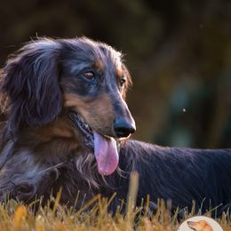 Gnocco - Dachshund