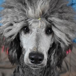 Poodles from Stephens Toy Poodles