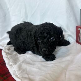 Willy - Black male Poodle puppy in Mountain Grove, Missouri from Davisfurbabies