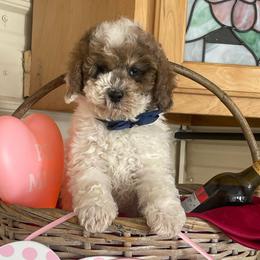 Casanova - Parti male Goldendoodle puppy in Cherry Tree, Pennsylvania from Plum Creek Acres Next Generation