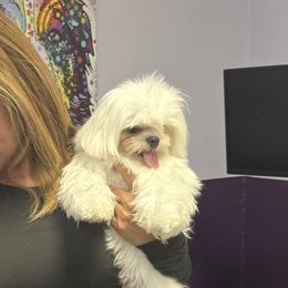 Maltese and Maltipoos from Andrea Jovanelly