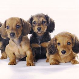 Dachshund Puppies from Mom's Dachshunds