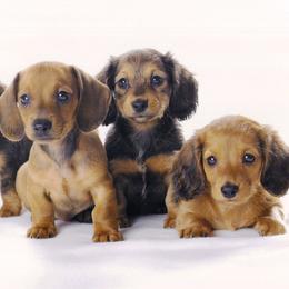 Dachshund Puppies from Mom's Dachshunds
