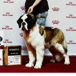 Royal - Saint Bernard