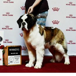 Royal - Saint Bernard