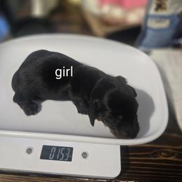 Bt girl - Black and tan female Dachshund puppy in San Antonio, Texas from Little Paws Doxies