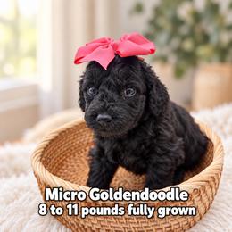 Ember - Black female Goldendoodle puppy in Connecticut from Gracie Doodle