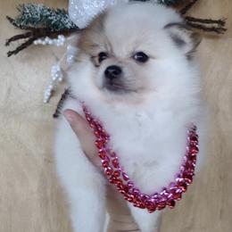 Pomeranians from Once Upon A Puff
