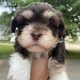 Havanese Puppies from Coco’s Puppies