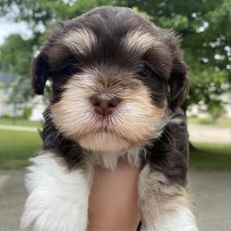 Havanese Puppies from Coco’s Puppies
