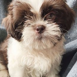 Oliver - Liver and white male Shih Tzu puppy in Tampa, Florida from Fancy Shih Tzus
