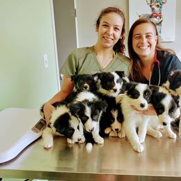 Border Collie Puppies from BC Dogs at the Rodgers