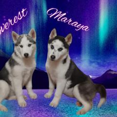 Poodles and Siberian Huskies from Warburton's Heavenly Kennels