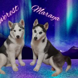 Poodles and Siberian Huskies from Warburton's Heavenly Kennels