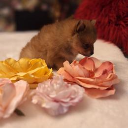 Jin - Orange sable male Pomeranian puppy in Tampa, St Petersburg, Florida from Diana's Pomeranians