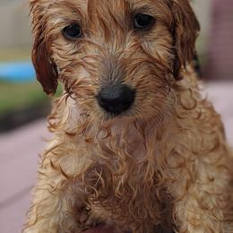 Goldendoodle Puppies from Lu Doodles