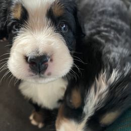 Bernese Mountain Dog Puppies from Hilltop K9