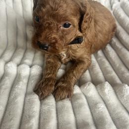 AKC Black Collar - Red  male Poodle puppy in Powder Springs, Georgia from West Cobb Dogs