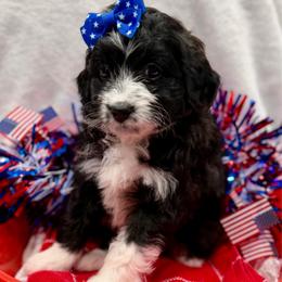 Purple collar toy - Black tri-color female Aussiedoodle puppy in 32046, Florida from River Hill Ranch